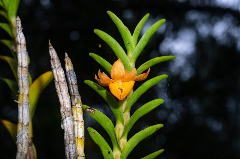 Dendrobium austrocaledonicum photo 2