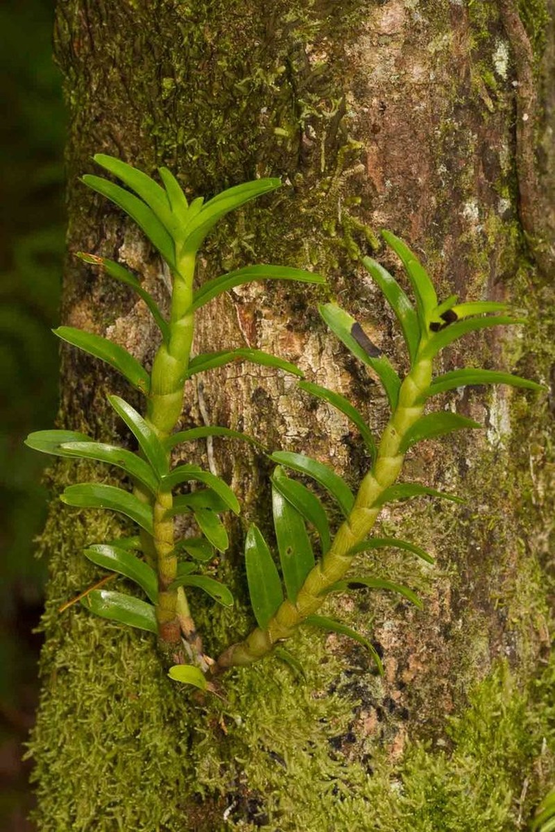 Dendrobium austrocaledonicum photo 3