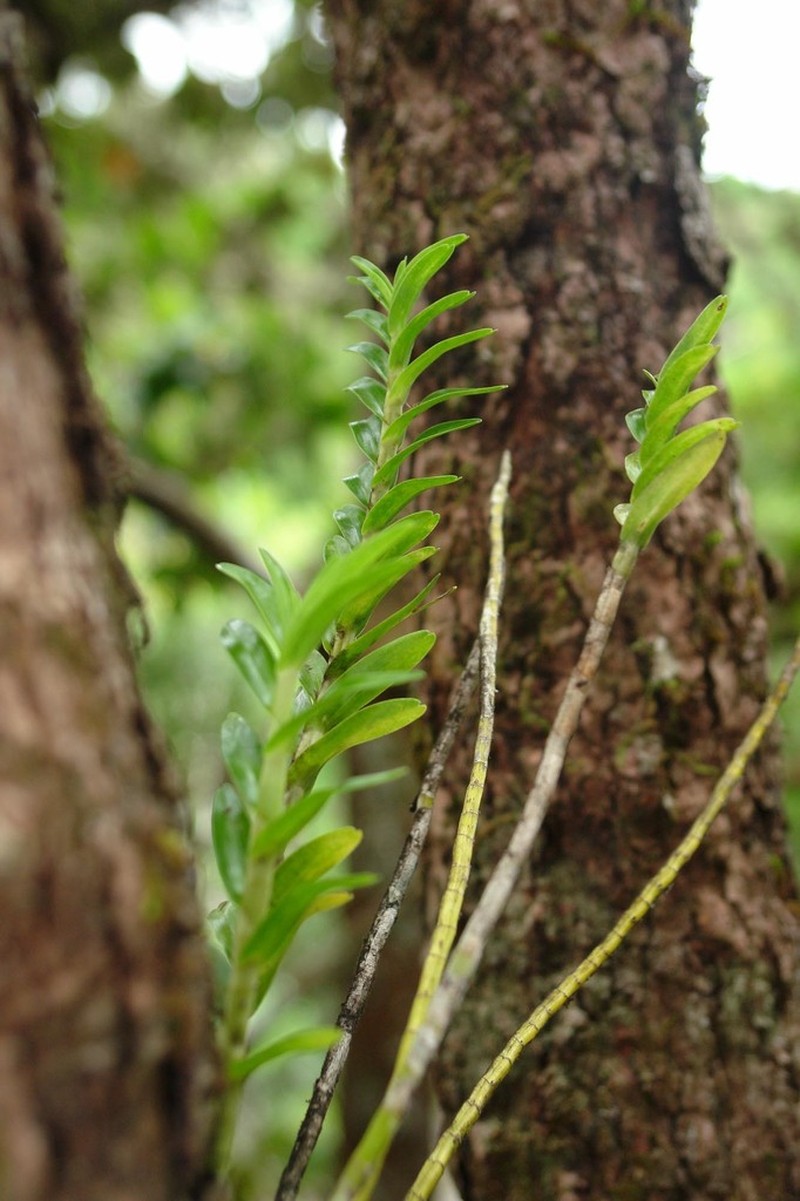 Dendrobium austrocaledonicum photo 4