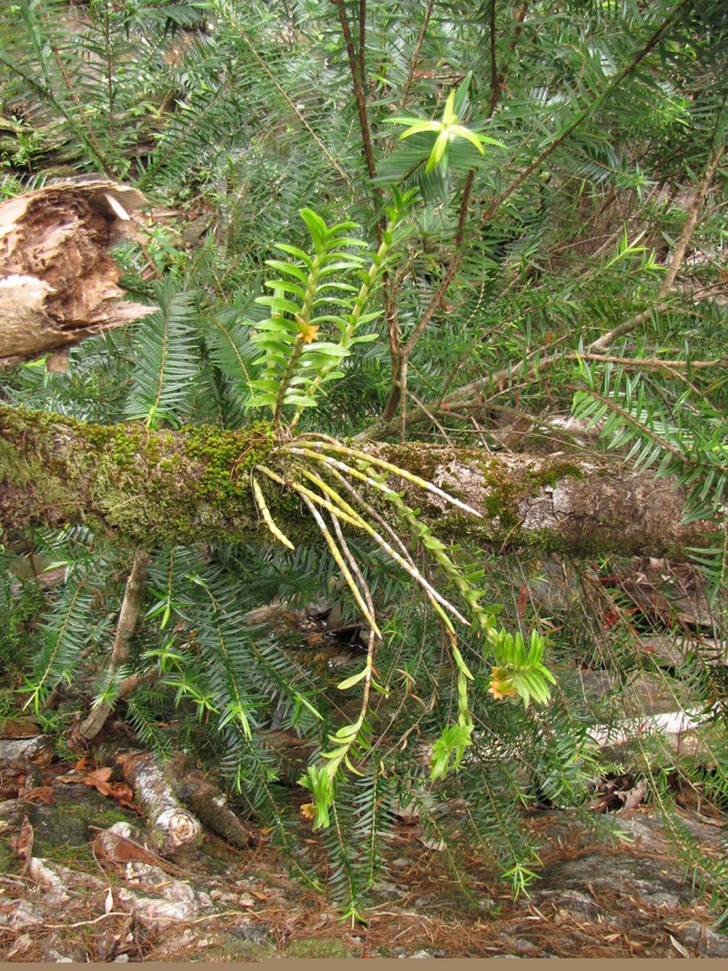 Dendrobium austrocaledonicum photo 5