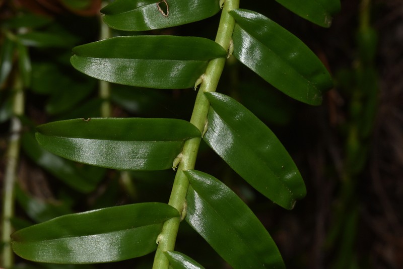 Dendrobium austrocaledonicum photo 6