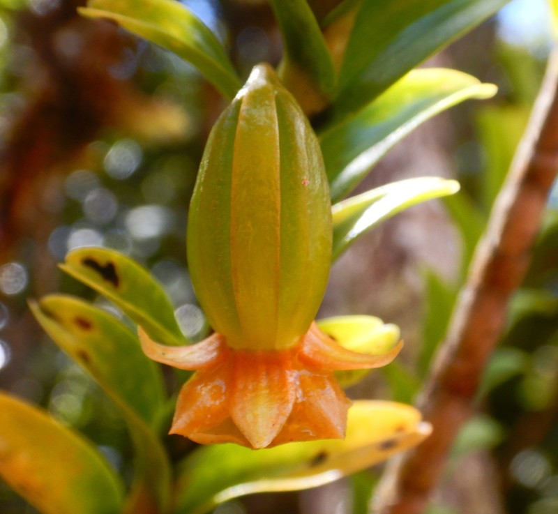 Dendrobium austrocaledonicum photo 7