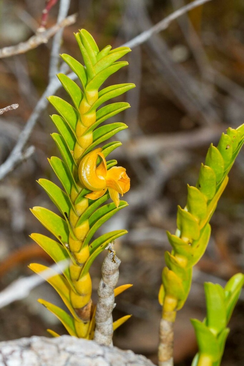 Dendrobium austrocaledonicum photo 8