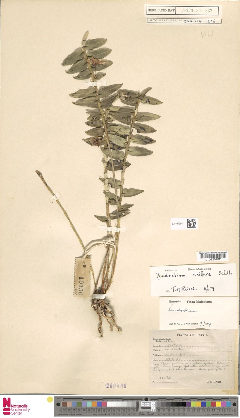 Dendrobium axillare