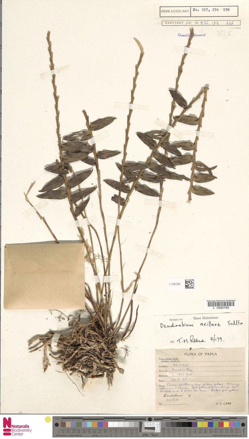 Dendrobium axillare photo 2