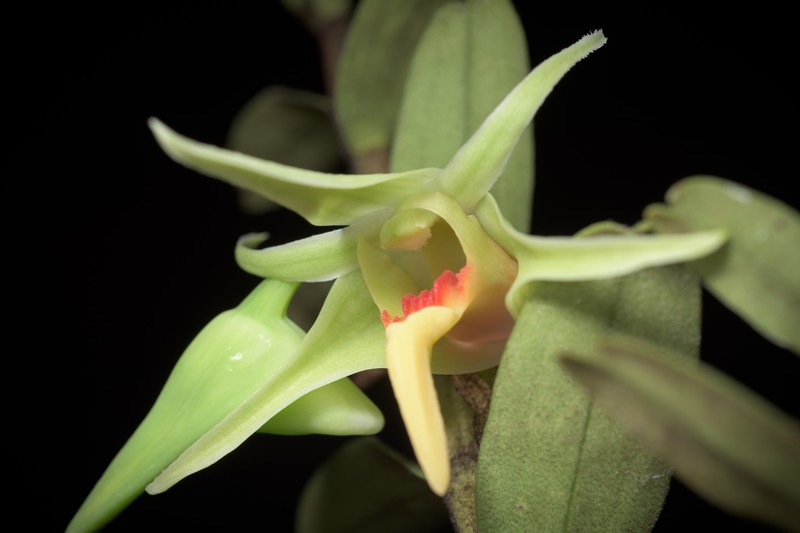 Dendrobium ayubii photo 2