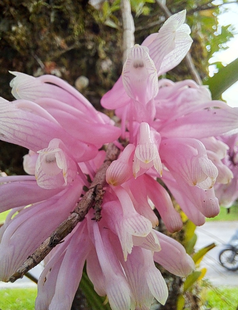 Dendrobium baeuerlenii