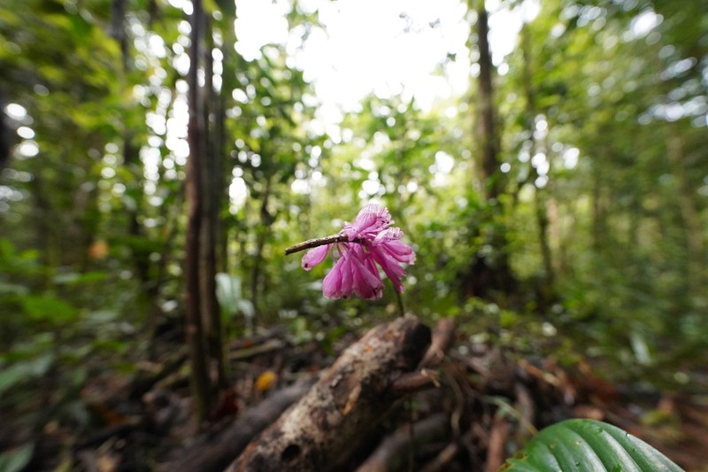 Dendrobium baeuerlenii photo 2