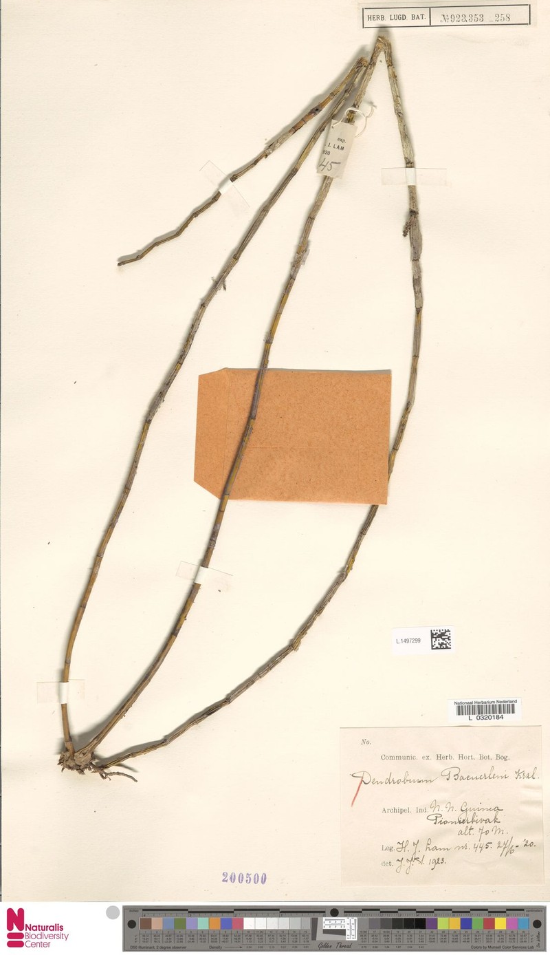Dendrobium baeuerlenii photo 4