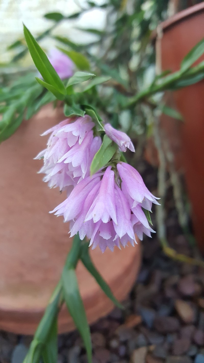 Dendrobium baeuerlenii photo 6