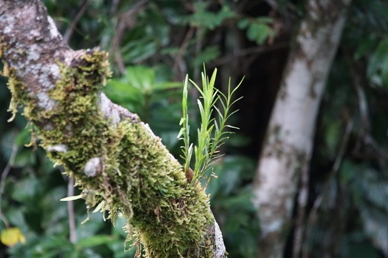 Dendrobium baileyi