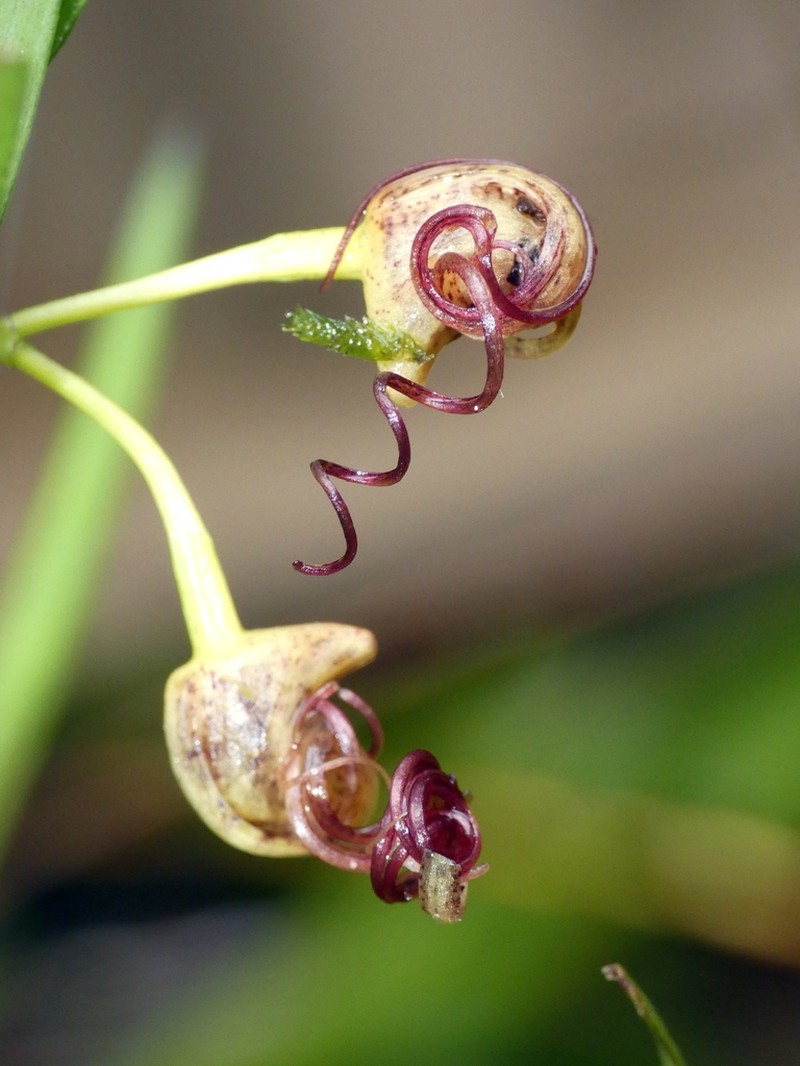 Dendrobium baileyi photo 2
