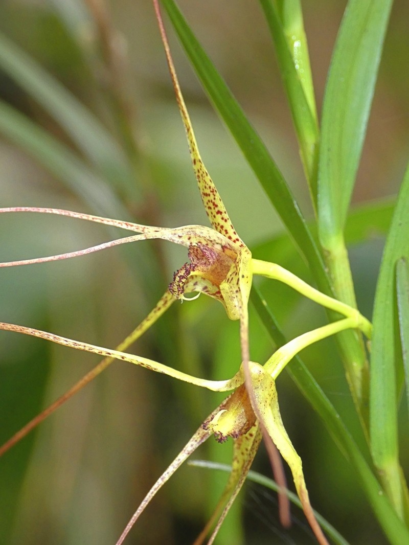Dendrobium baileyi photo 6