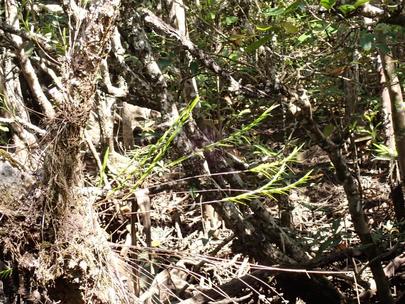Dendrobium baileyi photo 7