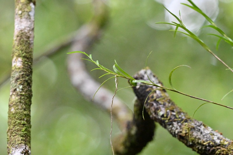 Dendrobium baileyi photo 8
