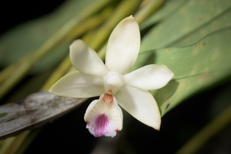 Dendrobium balzerianum