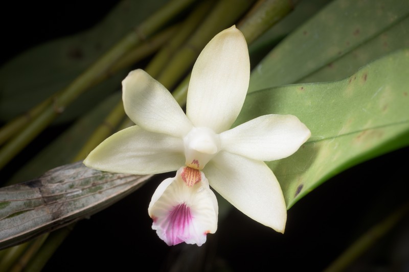 Dendrobium balzerianum photo 2