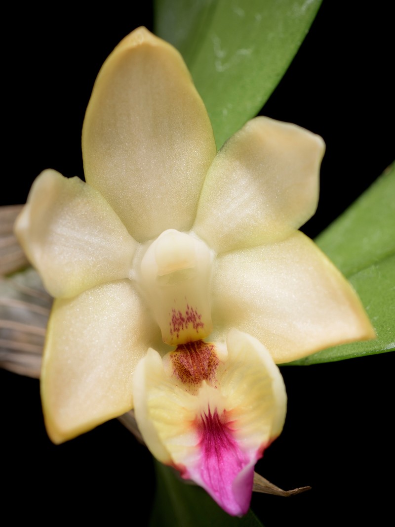 Dendrobium balzerianum photo 3