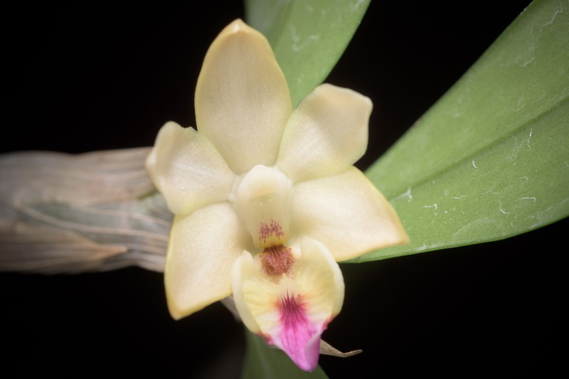 Dendrobium balzerianum photo 4