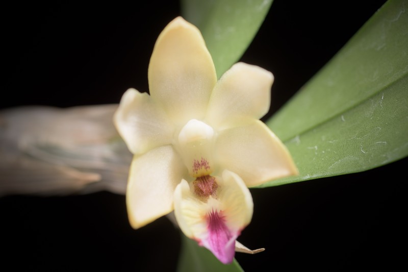 Dendrobium balzerianum photo 5