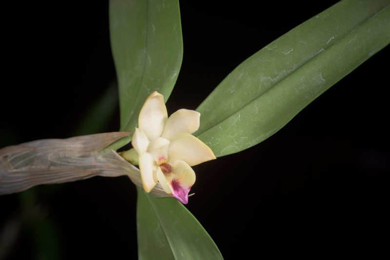 Dendrobium balzerianum photo 6