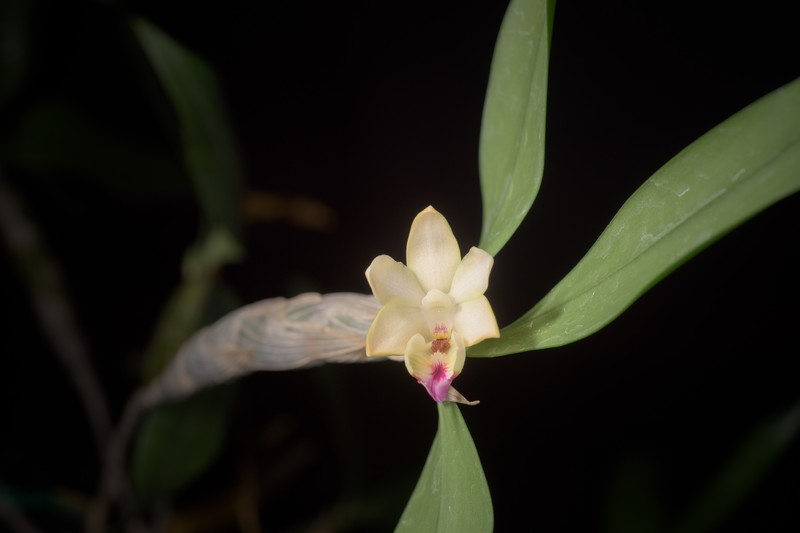 Dendrobium balzerianum photo 7
