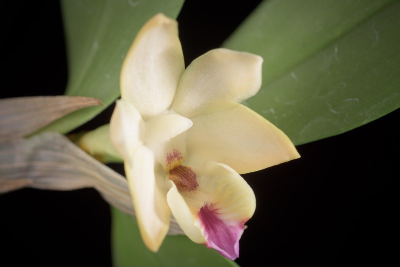Dendrobium balzerianum photo 8