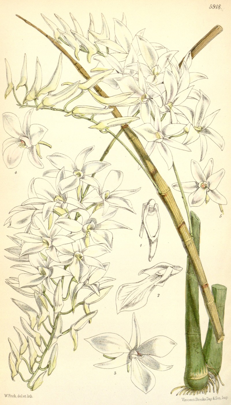 Dendrobium barbatulum