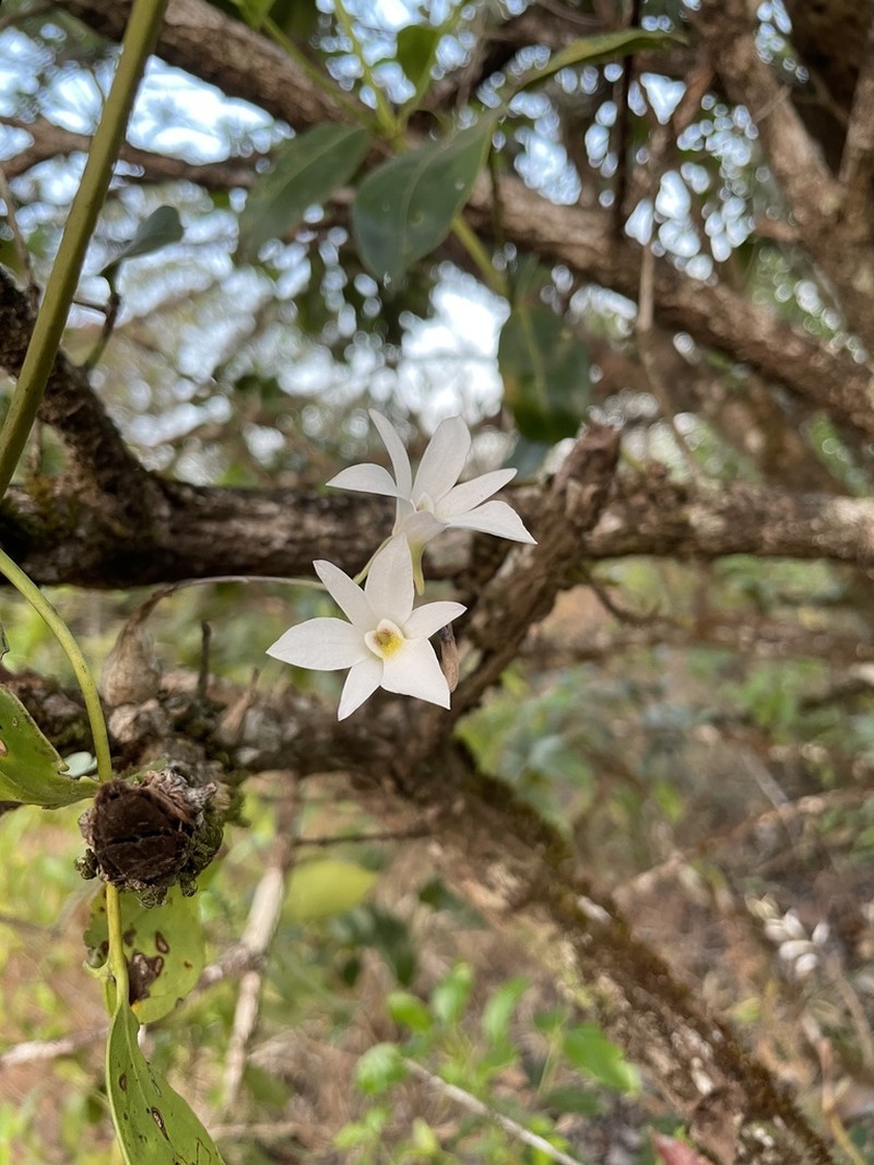 Dendrobium barbatulum photo 2