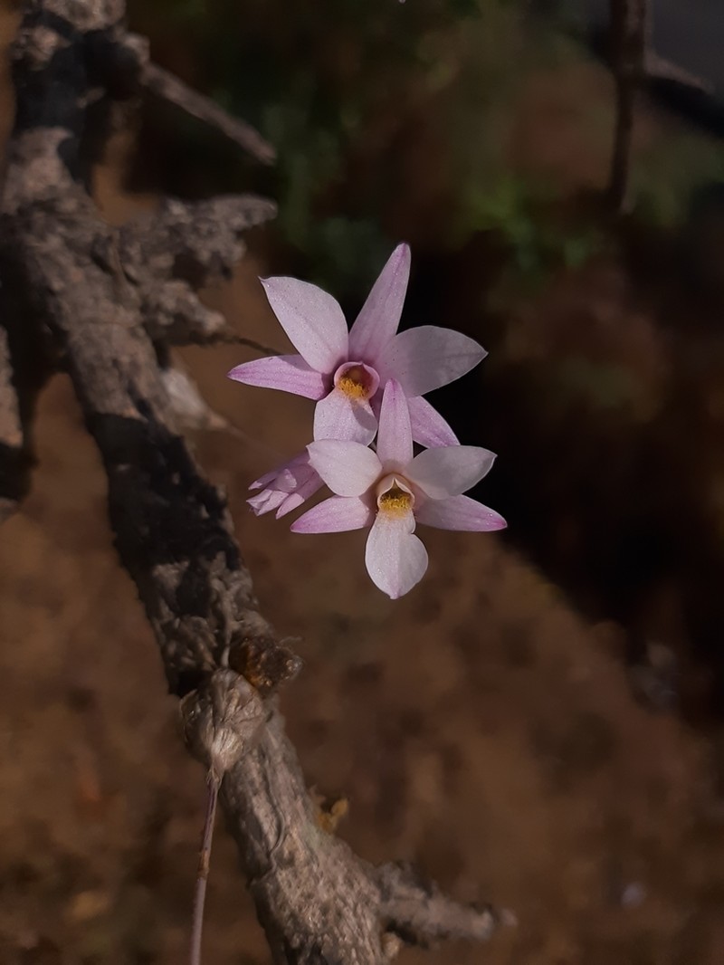 Dendrobium barbatulum photo 3
