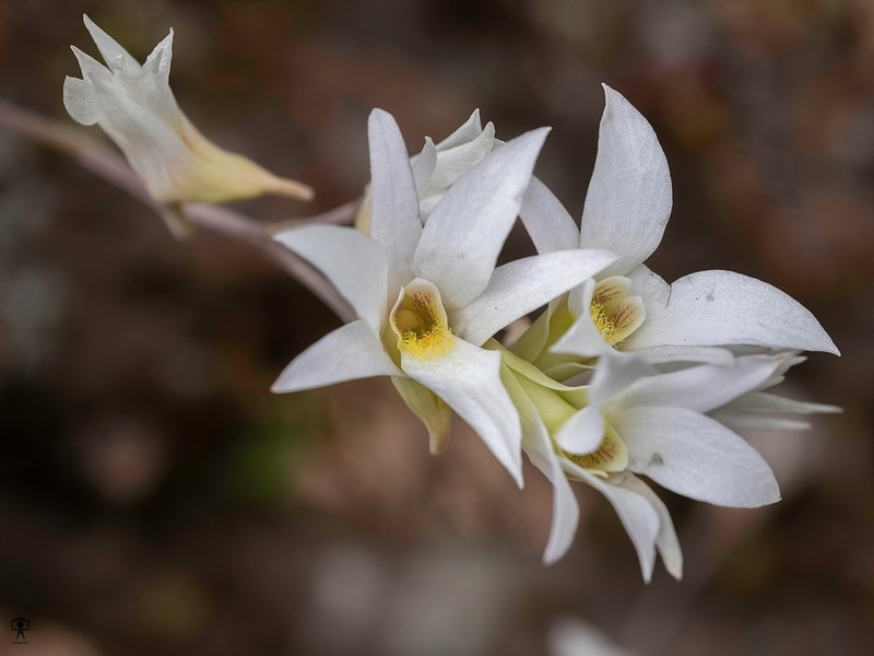 Dendrobium barbatulum photo 4