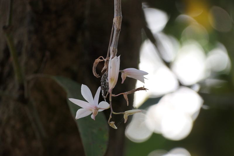 Dendrobium barbatulum photo 5