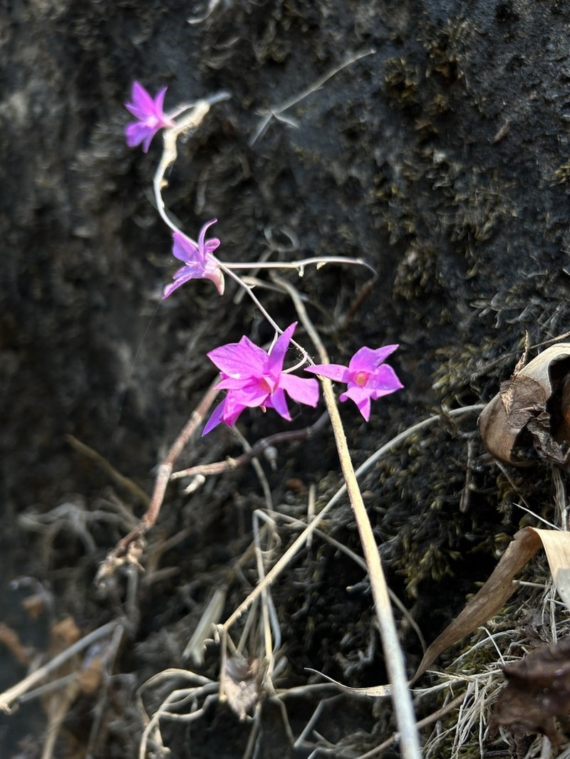 Dendrobium barbatulum photo 6