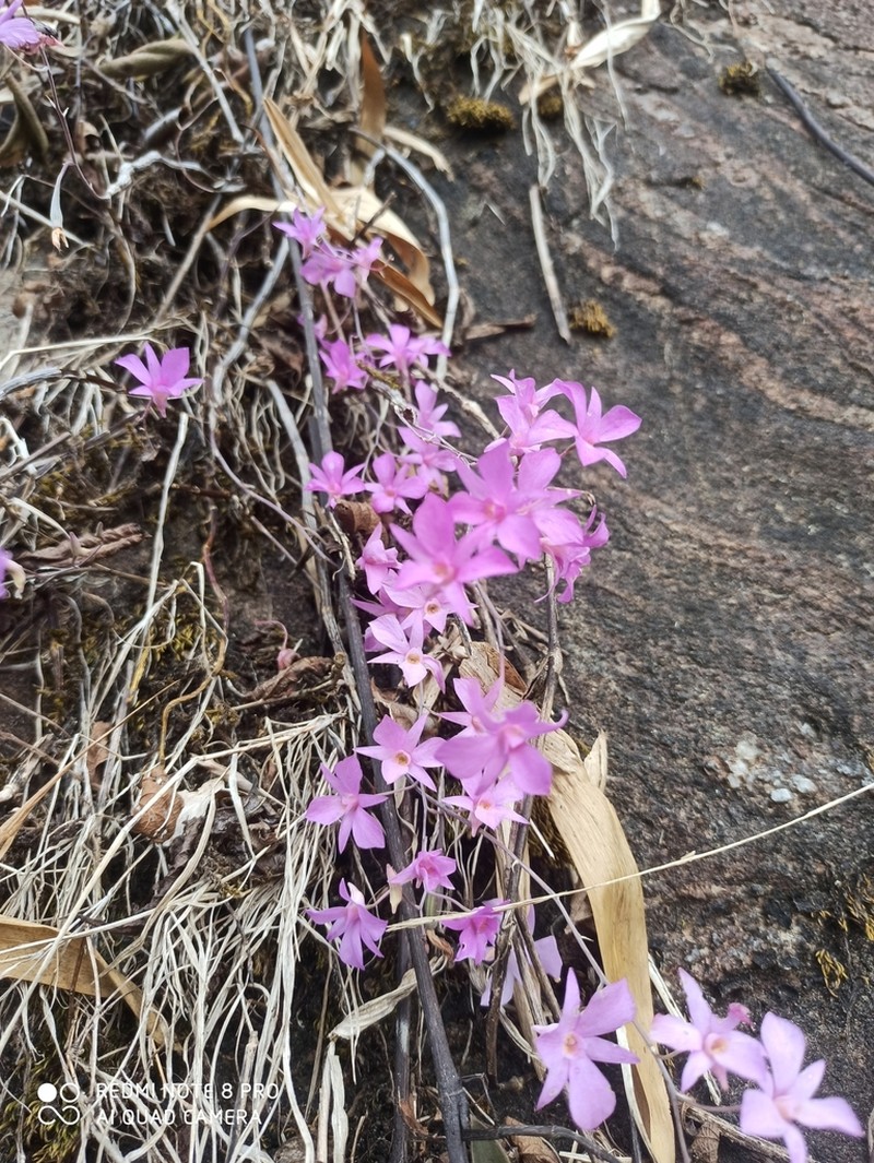 Dendrobium barbatulum photo 7