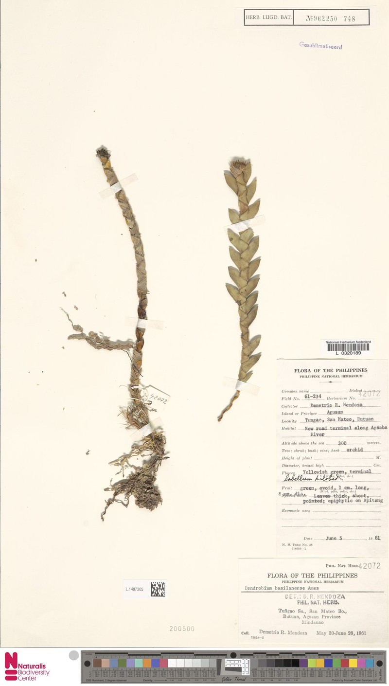 Dendrobium basilanense