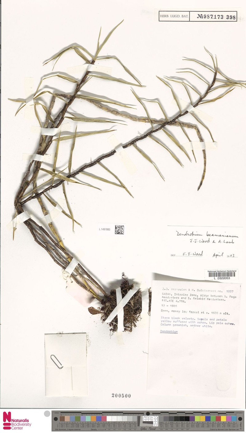 Dendrobium beamanianum
