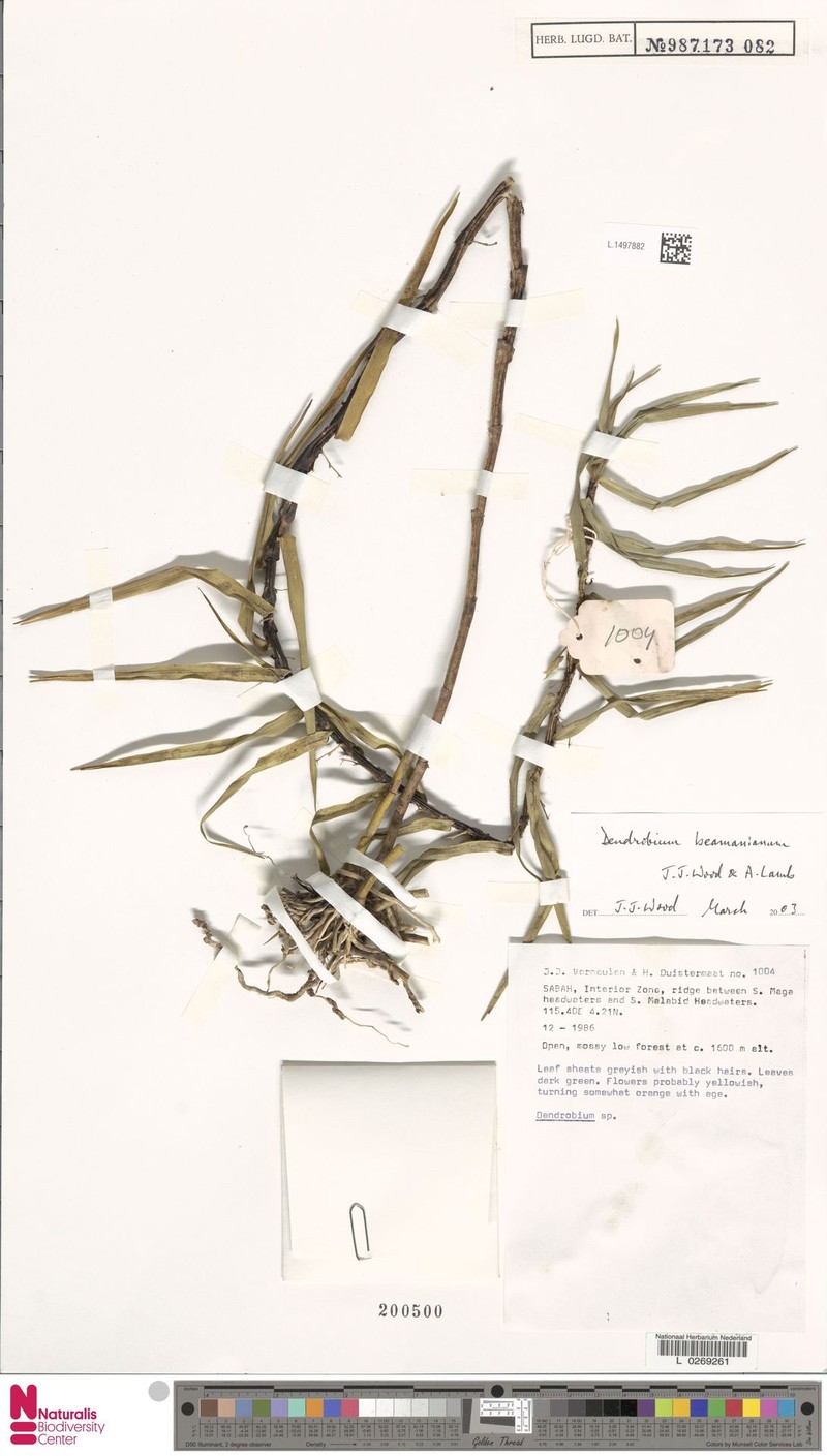 Dendrobium beamanianum photo 2