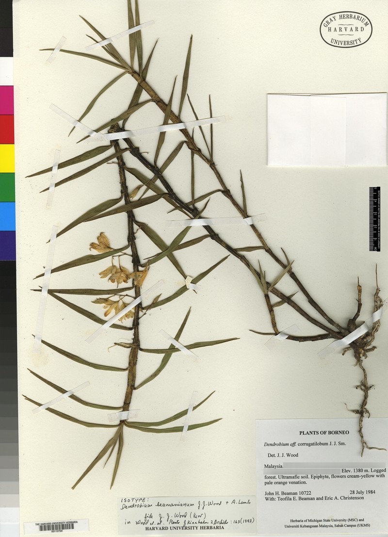 Dendrobium beamanianum photo 3