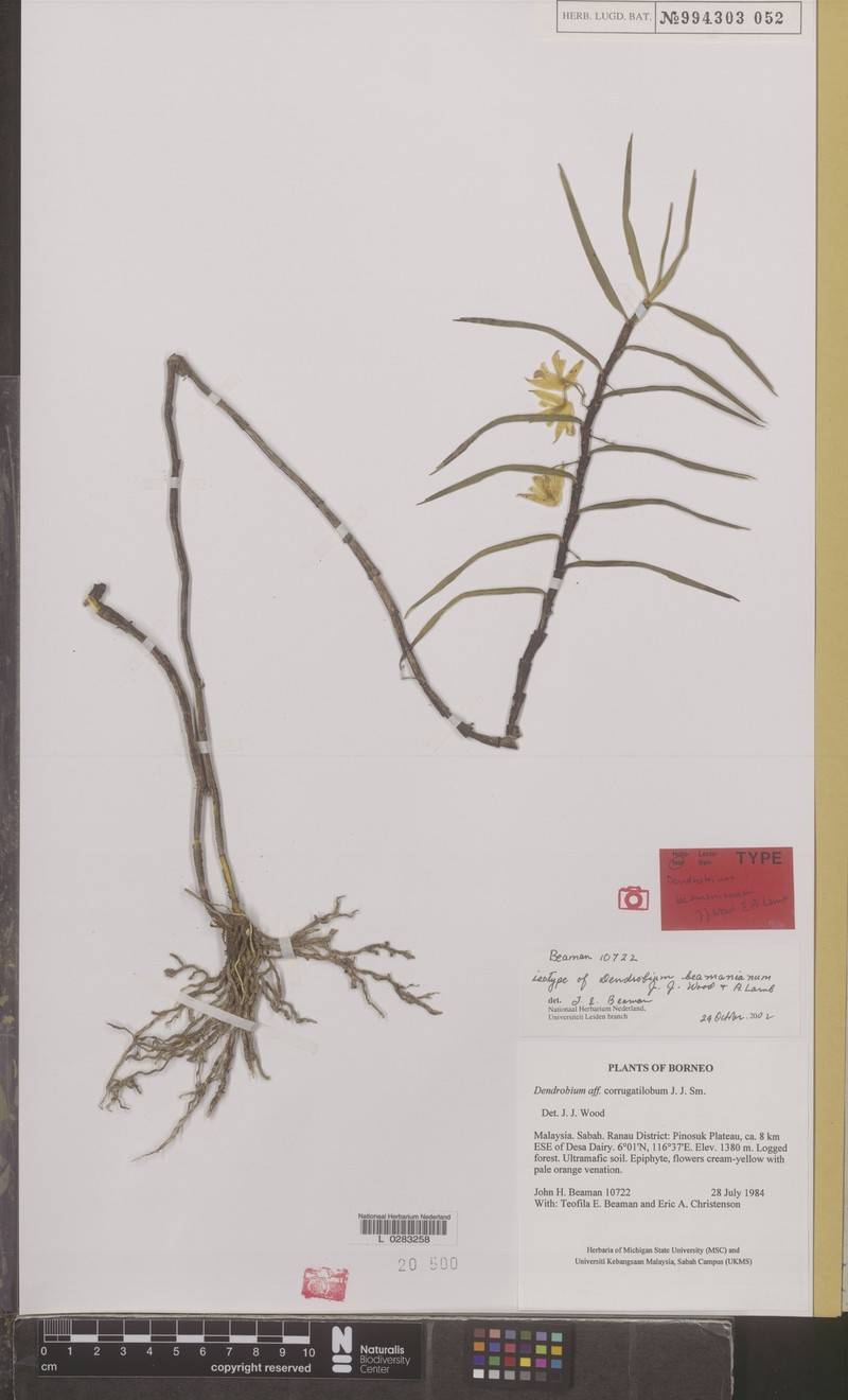 Dendrobium beamanianum photo 4