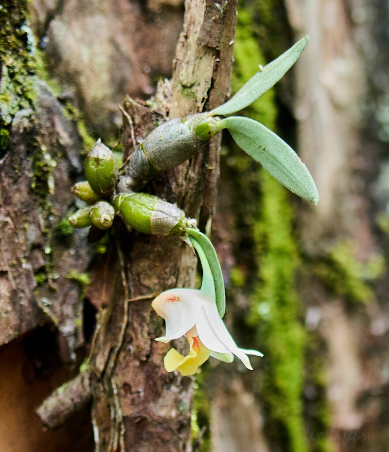 Dendrobium bellatulum photo 3