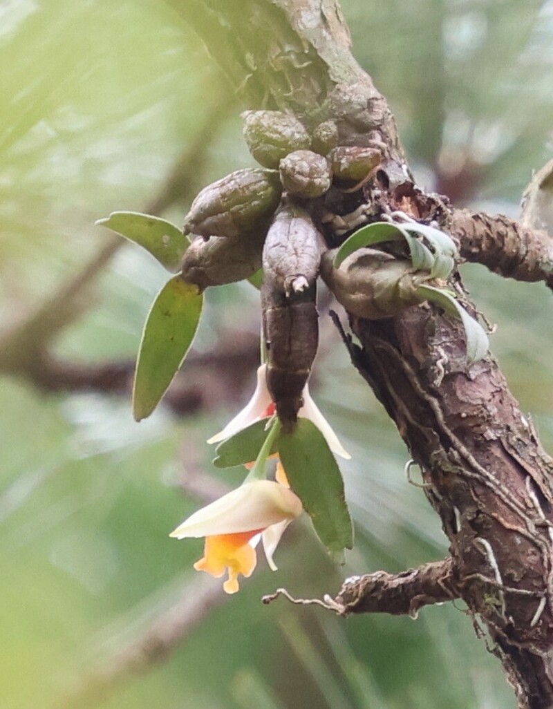Dendrobium bellatulum photo 4