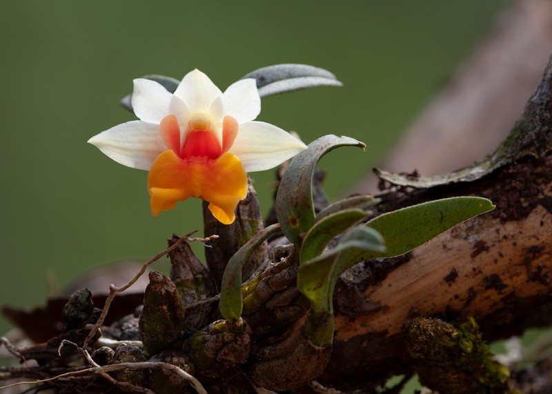 Dendrobium bellatulum photo 5