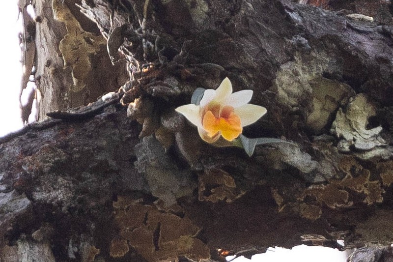 Dendrobium bellatulum photo 6