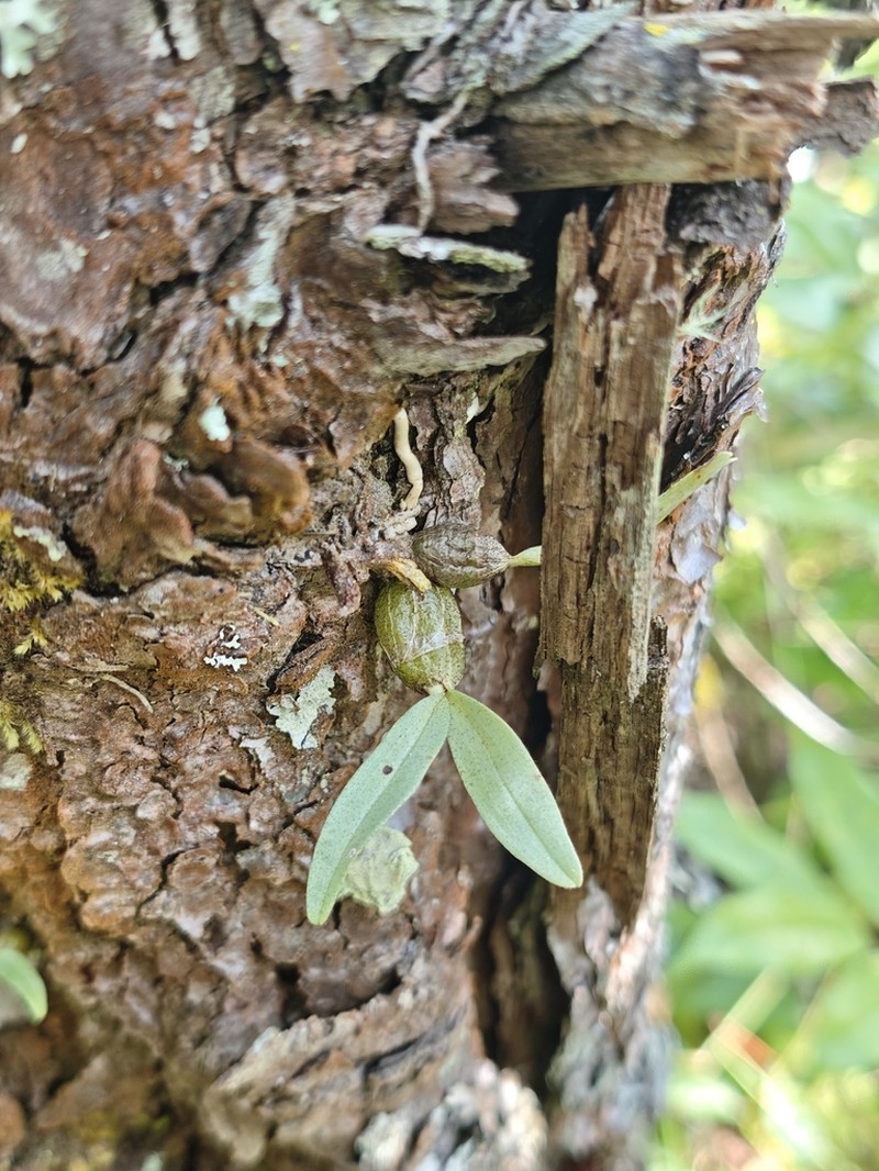 Dendrobium bellatulum photo 7