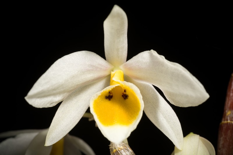 Dendrobium bensoniae