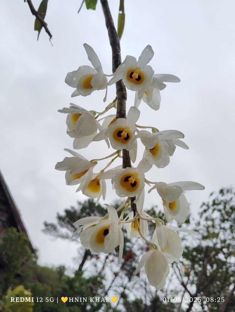 Dendrobium bensoniae photo 3