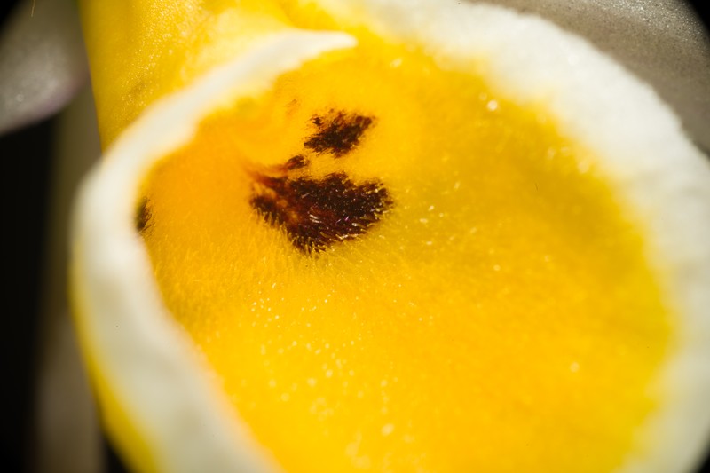 Dendrobium bensoniae photo 4