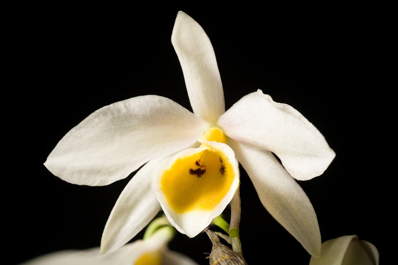 Dendrobium bensoniae photo 5