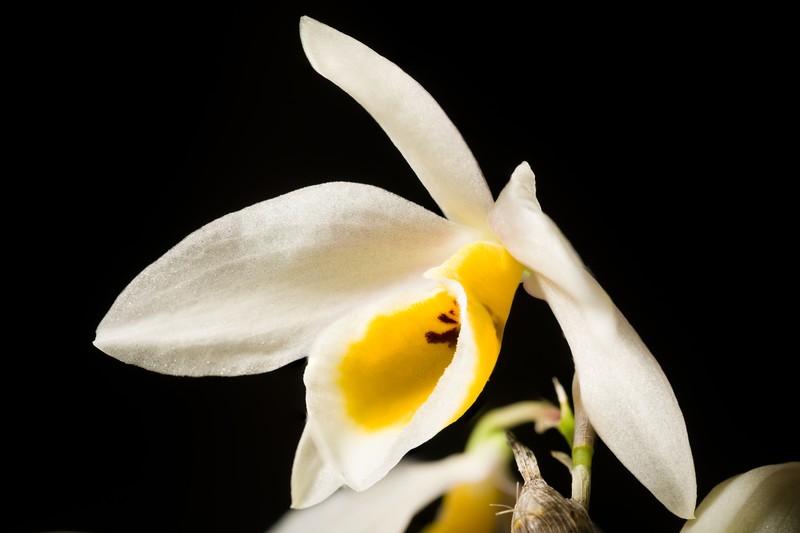 Dendrobium bensoniae photo 6