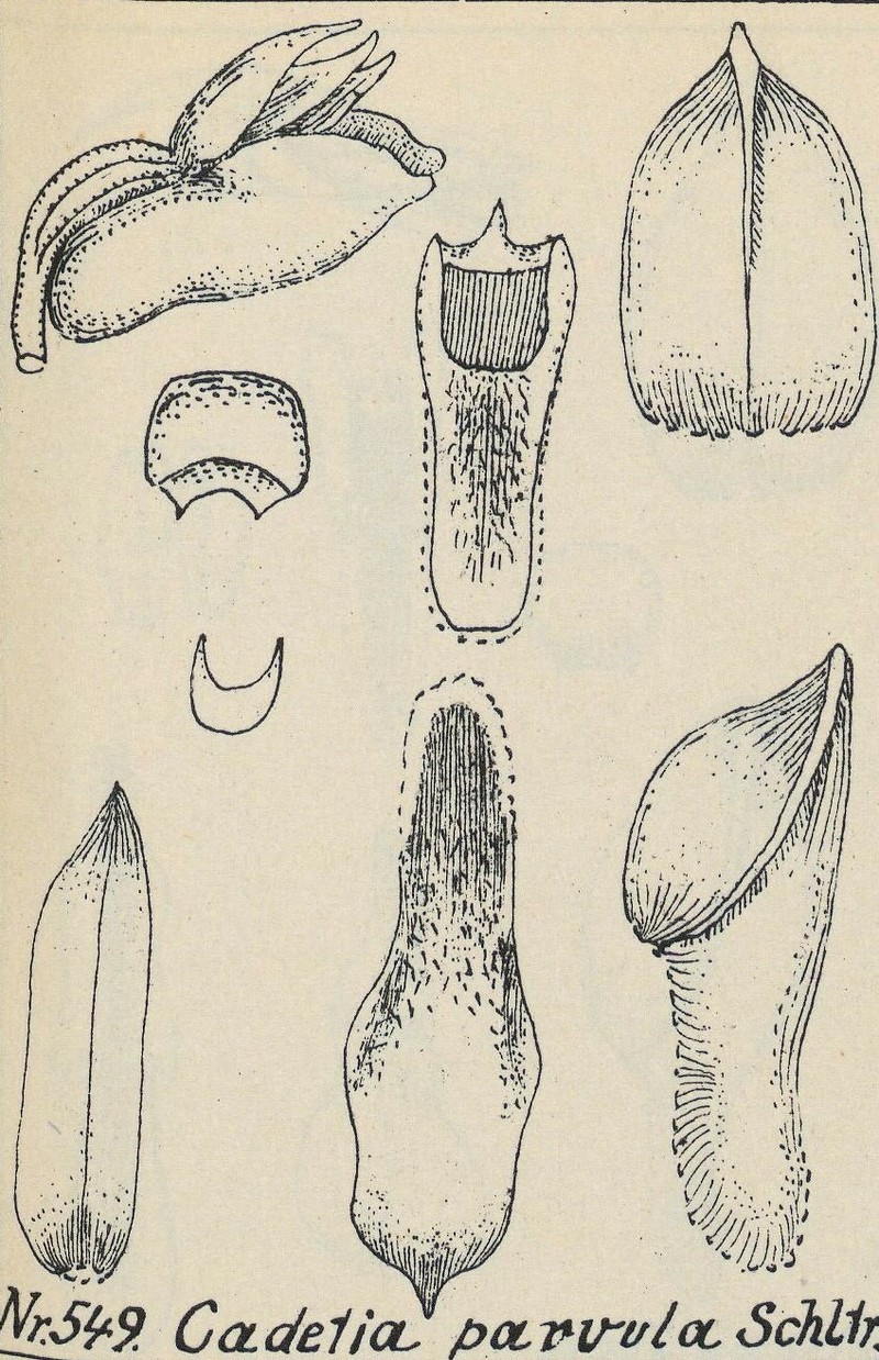 Dendrobium bialatum